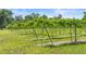 Beautiful vineyard featuring healthy grape vines on a sunny day at 1056 Reynolds Rd, De Leon Springs, FL 32130