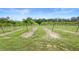 Expansive vineyard showcasing rows of grape vines with clear blue sky at 1056 Reynolds Rd, De Leon Springs, FL 32130