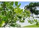 Close up on vibrant citrus tree in backyard at 3132 Mango Tree Dr, Edgewater, FL 32141