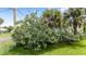 Lush front yard featuring mature trees, a well-kept lawn, and glimpses of the charming blue home at 1420 N Grandview Ave, Daytona Beach, FL 32118