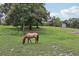 Horse is grazing in the grassy pasture with trees at 1555 Mercers Fernery Rd, Deland, FL 32720