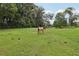 A horse stands in a lush green pasture, surrounded by the beauty of nature at 1555 Mercers Fernery Rd, Deland, FL 32720