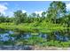 Scenic water view with lush greenery and aquatic plants, offering a peaceful and natural backdrop to the property at 28432 Tammi Dr, Tavares, FL 32778