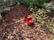 Outdoor space with a red toy truck and lush ground cover at 3339 Croton Ave, Deltona, FL 32738