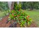 Close-up of a garden area with red bromeliads at the base of a tree at 3341 Se 45Th St, Ocala, FL 34480