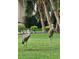 Enjoy the wildlife when Sandhill Cranes visit the yard on this well-maintained property at 3612 Northwoods Dr, Kissimmee, FL 34746