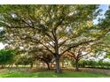 Shady trees dotting a large lot at 2899 Sw 66 St, Ocala, FL 34476