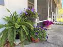 Lush potted ferns and vibrant flowers create a welcoming entrance to the screened front porch at 422 W 11Th Ave, Mount Dora, FL 32757