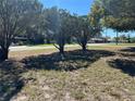 Residential street featuring mature trees and well-maintained lawns at 11221 Lake Eustis Dr, Leesburg, FL 34788