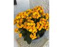 Cheerful yellow flowers in a pot add a vibrant touch to the front porch decor, creating a welcoming entrance at 12306 Ne 48Th Way, Oxford, FL 34484