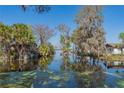 Scenic water view featuring lush trees, some draped with Spanish moss, and a tranquil lake on a sunny day at 2439 Cr 453, Lake Panasoffkee, FL 33538