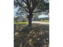 Well-maintained exterior with an expansive yard, surrounded by mature trees providing ample shade at 33818 Venice Ln, Sorrento, FL 32776