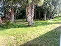 Lush backyard featuring mature palm trees scattered across the green lawn at 409 Westwood Dr, Leesburg, FL 34748