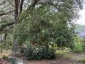 Backyard featuring a fruit tree and mature landscaping at 6116 Sweet Gum Run, Bartow, FL 33830