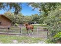 A horse in a fenced pasture, providing a picturesque country living setting at 6819 Broken Arrow S Trl, Lakeland, FL 33813