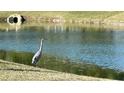 Great Blue Heron is poised near the pond's edge at 107 Old Sunbeam Dr, South Daytona, FL 32119