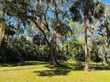 Lush, green yard surrounded by mature trees and foliage, creating a serene outdoor space at 1136 Elizabeth St, New Smyrna Beach, FL 32168