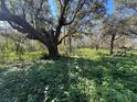 Wooded area with overgrown vegetation at 6301 State Road 60 E, Bartow, FL 33830
