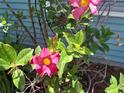 Close up view of the home's exterior showcasing the pink flowers at 2122 King Richards Ct, Orange City, FL 32763