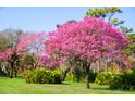 Lush green lawn with vibrant pink flowering trees at 11043 Cromwell Rd, Orlando, FL 32827