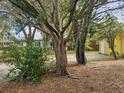 Backyard with large tree and sparse groundcover at 1040 Maxey Dr, Winter Garden, FL 34787