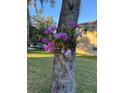 Orchids growing on a tree in the yard of a home at 2215 Hontoon Rd., Deland, FL 32720