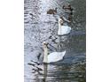 Beautiful swans and ducks peacefully glide across the pond, adding charm to this lakeside haven at 5842 Peregrine Ave # C01, Orlando, FL 32819