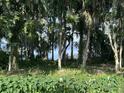 View of the water through lush trees and foilage, offering a serene and private atmosphere at 210 Torcaso Ct, Winter Springs, FL 32708