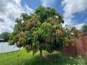 Backyard with a lush mango tree bearing fruit and providing ample shade at 16780 Meadows St, Clermont, FL 34714