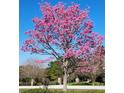 Picture of a beautiful tree with pink blossoms in front of a home at 17631 Vista Belle Ct, Montverde, FL 34756