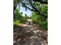 Dirt road amidst a lush green land with moss-covered trees and overgrown grass on a sunny day at 111 Beasley Rd, Oviedo, FL 32765