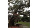 Scenic backyard featuring a large oak tree with blooming flowers creating a tranquil outdoor space at 2223 Kilmer Ln, Apopka, FL 32703