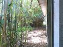 Narrow side yard densely filled with bamboo plants providing a natural privacy screen at 31429 Anna St, Deland, FL 32720