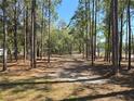 Long treelined property to the house at 3174 Sw 189Th Ave, Dunnellon, FL 34432