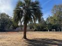 Vacant lot with a palm tree and partial wooden fence at 9160 Sw 31St Avenue Rd, Ocala, FL 34476