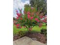 Well maintained landscaping featuring a beautiful crape myrtle tree with vibrant pink flowers in a lush green lawn at 11353 Sw 138Th Ln, Dunnellon, FL 34432