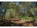 Shaded walking path lined with trees and foliage perfect for nature enthusiasts and outdoor activities at 18434 Se 24Th St, Silver Springs, FL 34488