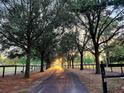 Scenic driveway lined with mature trees creating a tunnel-like effect, adding privacy and a touch of elegance at 8585 Nw 162Nd Ct, Morriston, FL 32668