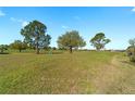 Expansive backyard with well-manicured lawn and mature trees on clear, sunny day at 8968 Sw 98Th Ave, Ocala, FL 34481