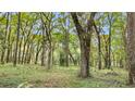 Lush landscaping featuring trees and natural vegetation at 6700 Nw 57Th Ave, Ocala, FL 34482