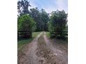 Long, private driveway leading to a property surrounded by lush greenery and mature trees at 13385 Ne 10Th Ct, Citra, FL 32113