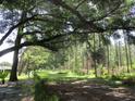 Lush backyard featuring mature trees and an expansive green space with a rustic fence-lined path at 14192 Sw 112Th Cir, Dunnellon, FL 34432