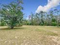 Expansive front yard featuring a mature tree and an American flag on display at 4258 Sw Zinnia Ct, Dunnellon, FL 34431