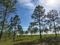 Beautiful landscape view showcasing tall pine trees and a clear sky at 4501 Detour Rd, Haines City, FL 33844