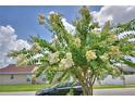 Exterior image of the house, showcasing the mature tree with white flowers and the black car parked in front at 373 St Georges Cir, Eagle Lake, FL 33839