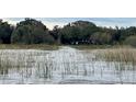 Tranquil lake view showing reeds and the backyard of the home at 4321 Rummell Rd, St Cloud, FL 34769