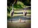 Two sandhill cranes and a chick walking on a path at 217 Montoro Ln, Davenport, FL 33837