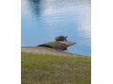 Turtle relaxing on stone in lake at 2941 Marlberry Ln, Clermont, FL 34714