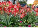 Close up view shows vibrant red and white amaryllis flowers add color to the home's manicured landscaping at 12445 Bohannon Blvd, Orlando, FL 32824