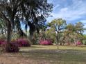A spacious grassy lot boasts vibrant pink flowers and mature trees draped with Spanish moss at 24645 Ne 177Th Ter, Fort Mc Coy, FL 32134